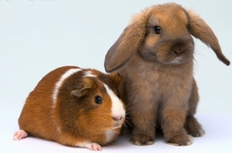 rabbit & guinea pig2